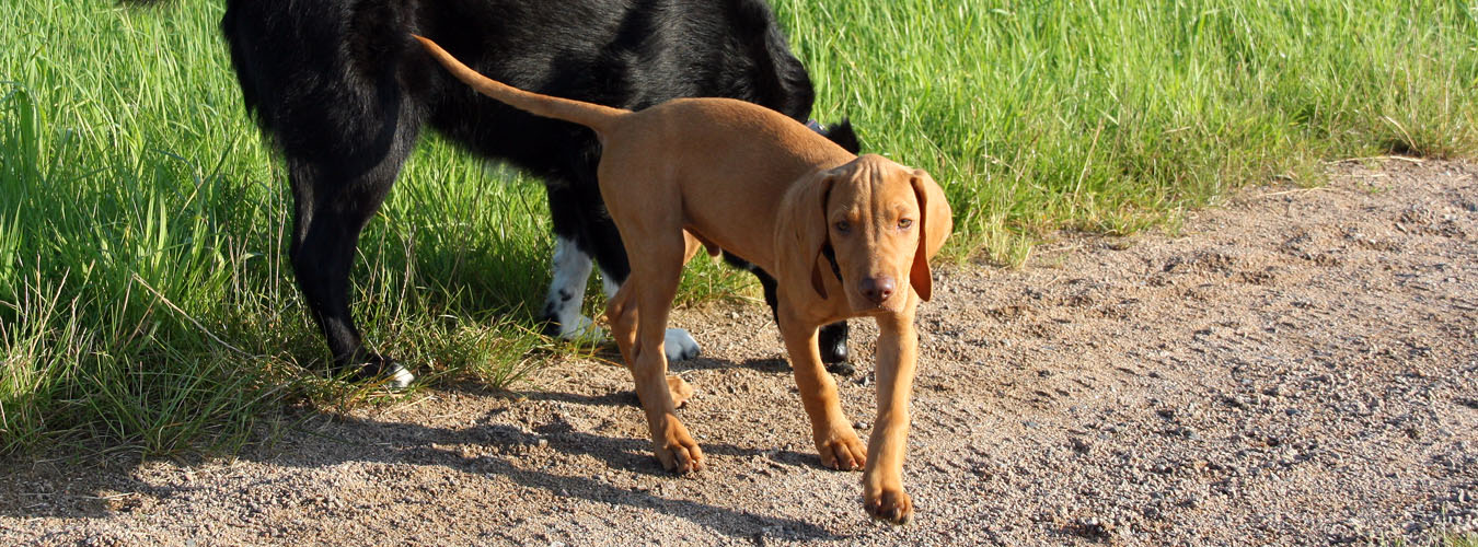 Magyar Vizsla Apo